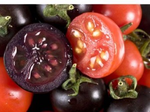 tomato-purple_2571455b