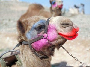 Bikaner-camel-festival9
