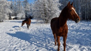 POLAND-WINTER-HORSES