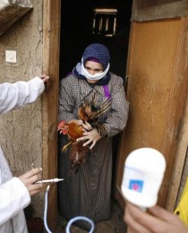 A women brings out a chicken to Egyptian health workers who are giving vaccinations at houses near Menoufia