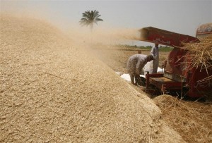 Egyptian farmers husk wheat using a machine in a village near Alexandria