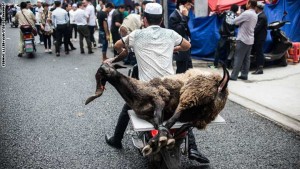A man transports a ram on his scooter during the sacrificial Eid al-Adha festival next to the Huxi mosque in Shanghai on September 24, 2015.  Muslims across the world celebrate the annual festival of Eid al-Adha, or the Festival of Sacrifice, which marks the end of the Hajj pilgrimage to Mecca and in commemoration of Prophet Abraham's readiness to sacrifice his son to show obedience to God.   AFP PHOTO / JOHANNES EISELE        (Photo credit should read JOHANNES EISELE/AFP/Getty Images)