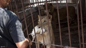 TO GO WITH AFP STORY BY TOM LITTLE  Farid al-Hissi (L) feeds the lioness and the lion in their cage at the Bisan City tourist village zoo, in Beit Hanun on August 14, 2014. The zoo, part of Al-Bisan City, was built by the Hamas government in 2008 as a tourist village, but is now far from relaxing, with the wire of its enclosures twisted and crushed after the strikes, debris and dead animals strewn around, and the remains of militant rocket launchers lying nearby. AFP PHOTO/ROBERTO SCHMIDT        (Photo credit should read ROBERTO SCHMIDT/AFP/Getty Images)