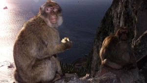 GIBRALTAR, UNITED KINGDOM:  Two of the 300 macaques that live in Gibraltar sit 10 February 2000 on a rock, in the British colony in southern Spain. The monkeys are starting to be a danger for the population. The Parliament has decided to apply birth control methods after the government faced protests when it first chose to erradicate one third of the macaques by lethal injection. (Photo credit should read CHRISTOPHE SIMON/AFP/Getty Images)