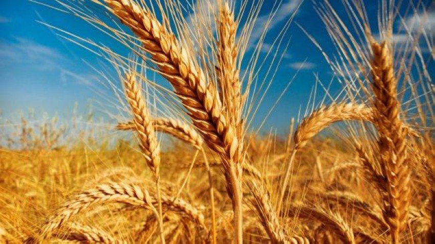 توقعات بتراجع أسعار القمح عالميا لـ 303 دولارات للطن في سبتمبر المقبل